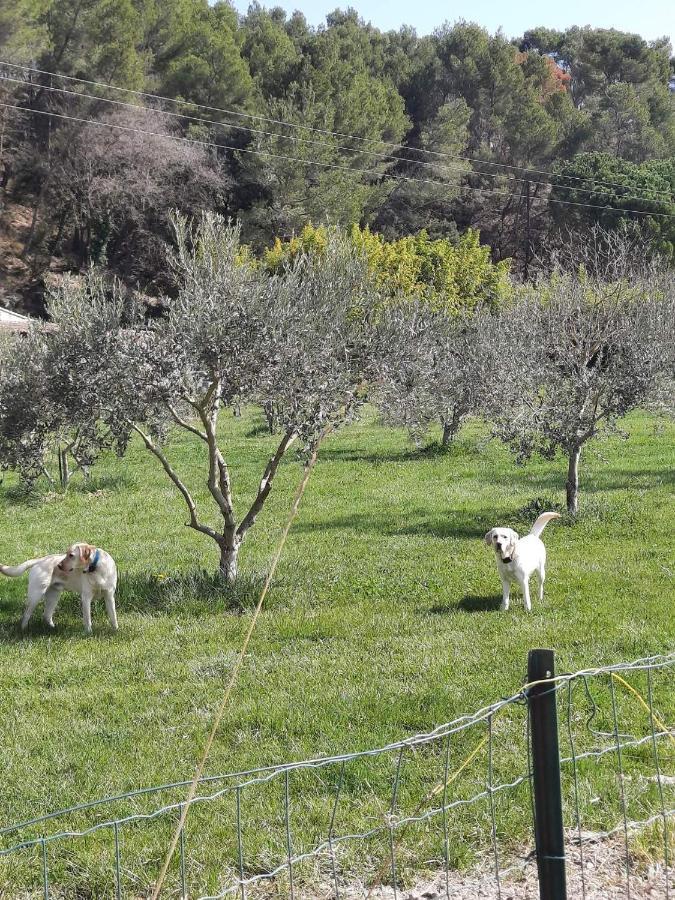 Le Mas Des Oliviers Villa Puget Esterno foto